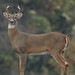Mark Buck Photo 18