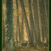 Dawn Roe Photo 7