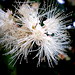 Lilli Flowers Photo 5