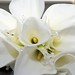 Laura Higgins Photo 36