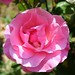 Max Flowers Photo 15