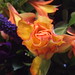 Debra Peach Photo 16