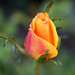 Rose Sharp Photo 14