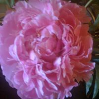 Jane Whitaker Photo 15
