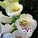 Christina Bell Photo 14