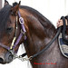 Carlos Negron Photo 21
