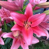 Glenda Dean Photo 36