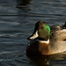 Bob Mallard Photo 9