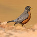 Robin Morgan Photo 31