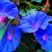 Donna Blume Photo 9