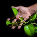 Victor Melendez Photo 12