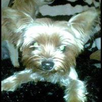 Vicki Carlisle Photo 7