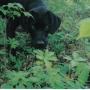 Tanya Thompson Photo 47