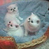 Kathy Janes Photo 9