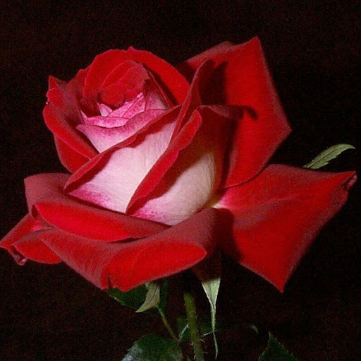 Amir Hossain Photo 17
