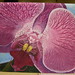 Debra Dye Photo 8