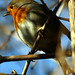 Robin Field Photo 28