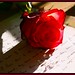 Elizabeth Love Photo 37