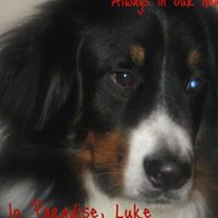 Marsha Lang Photo 8