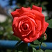 Rose Francois Photo 12