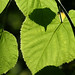 Hazel Branch Photo 13