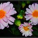Robert Flores Photo 48