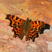 Ruth Falter Photo 8