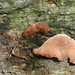 Paula Wood Photo 14