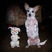 Russell Smart Photo 15
