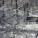 Lori Wood Photo 14