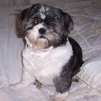 Wilbur Cook Photo 2