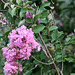 Debra Hummer Photo 7