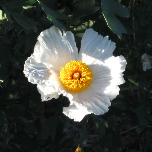 Elizabeth Levine Photo 45