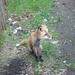 Felix Fox Photo 7