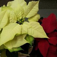 Annette Holliday Photo 11