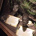Ruth Priest Photo 13