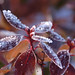 Cheryl Frost Photo 25