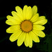 Roberta Plant Photo 8