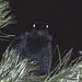Ron Crow Photo 23