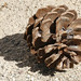 Maria Cone Photo 12