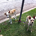 Bill Gantt Photo 5