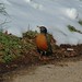 Robin Darby Photo 8