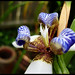 Leesa Flowers Photo 5