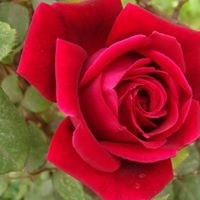 Edward Rose Photo 14