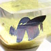 Cynthia Fish Photo 18