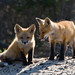 Ray Fox Photo 10