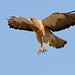Raymond Hawks Photo 2