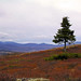 Heather Jacobsen Photo 16