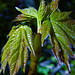 Donna Nace Photo 4