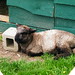 Patrick Lamb Photo 11